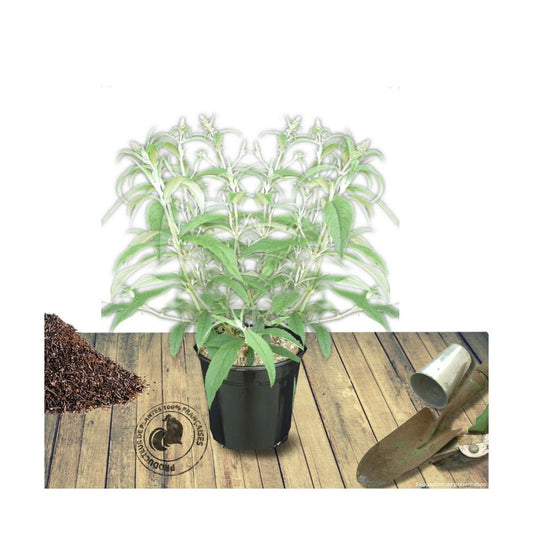 Arbre Aux Papillons Davidii Nanho Blue/pot De 7,5l - 40/60 Cm