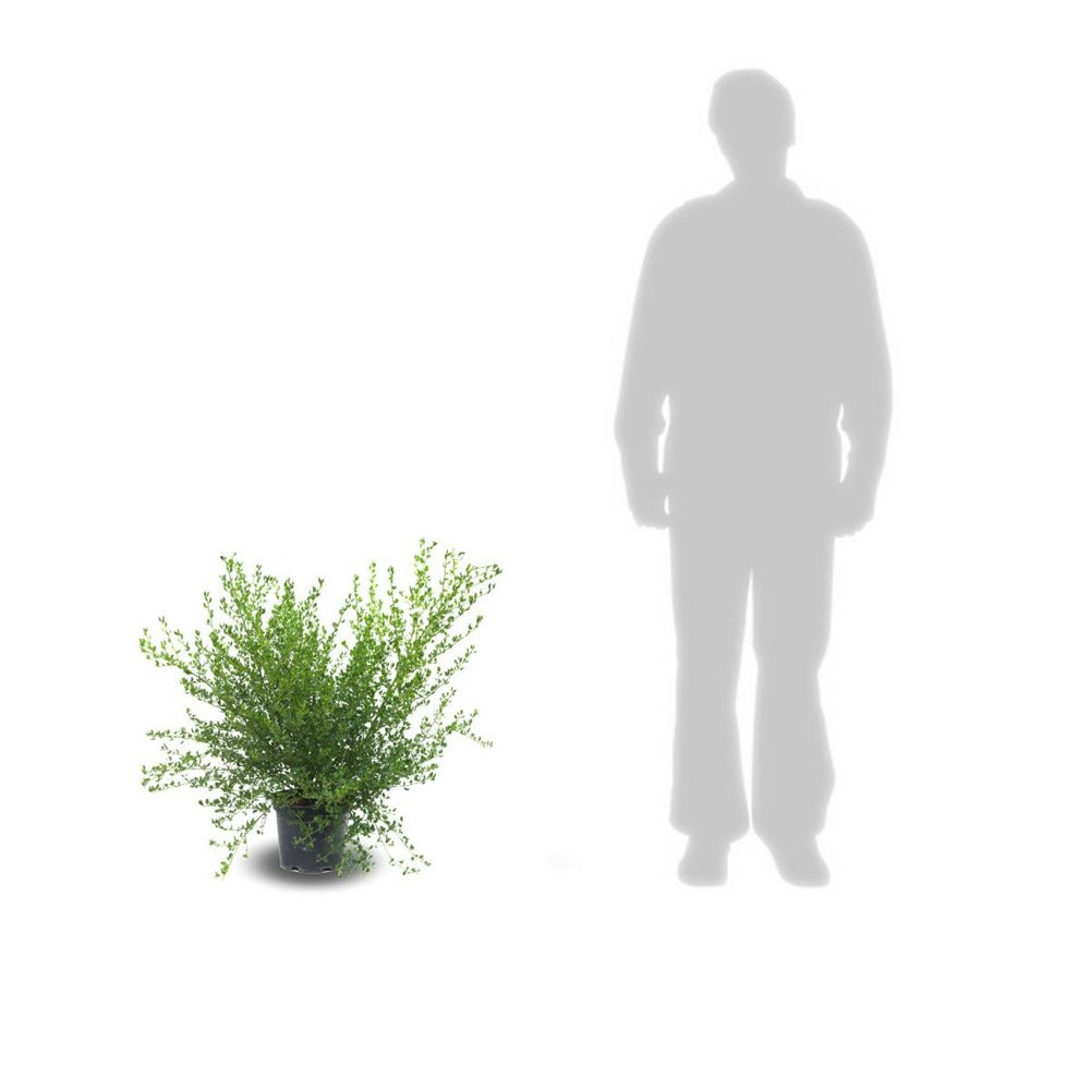Ceanothe Thyrsiflorus Var. Repens/pot De 7,5l - 40/60 Cm