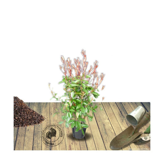 Photinia X Fraseri Red Robin/pot De 5l - 80/100 Cm
