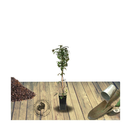 Clématite Montana Wilsonii/pot De 1,5l