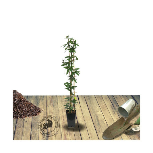 Passiflore Caerulea/pot De 3l - Echelle Bambou 60/120 Cm