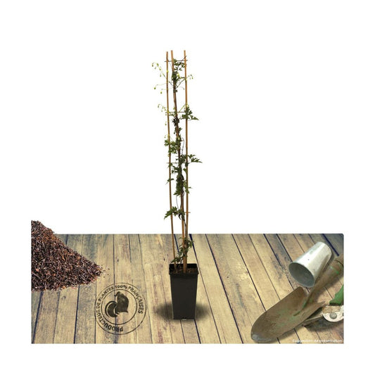 Clématite X Cartmanii Avalanche® 'blavaal'/pot De 3l - Echelle Bambou 60/120 Cm