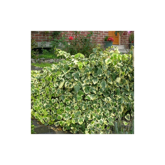 Lierre Des Colchide Colchica Dentata Variegata/pot De 3l - Echelle Bambou 60/120 Cm