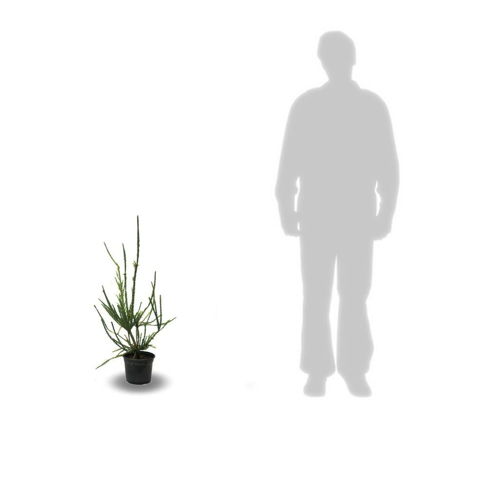 Cèdre Du Japon Japonica Araucarioides/pot De 5l - 40/60 Cm