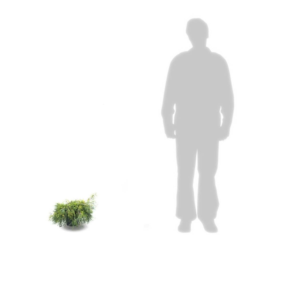 Faux Cyprès Pisifera Sungold/pot De 3l - 20/40 Cm