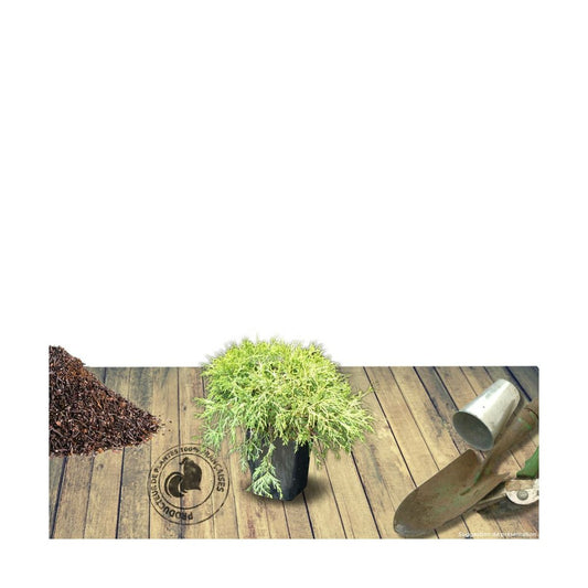 Faux Cyprès Pisifera Sungold/pot De 3l - 20/40 Cm