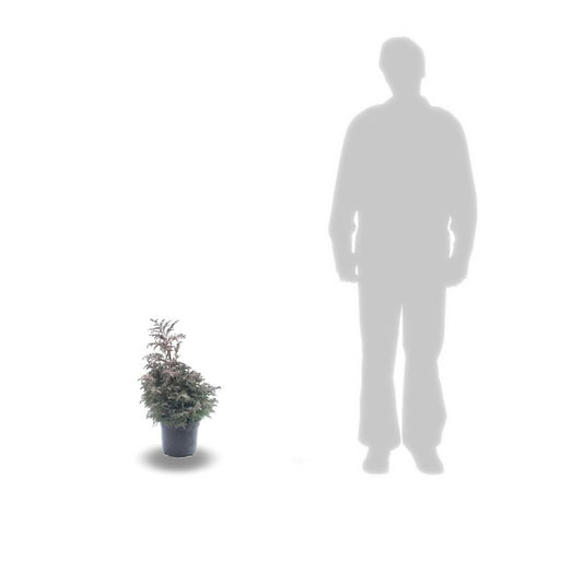 Faux Cyprès Pisifera Boulevard/pot De 3l - 20/40 Cm