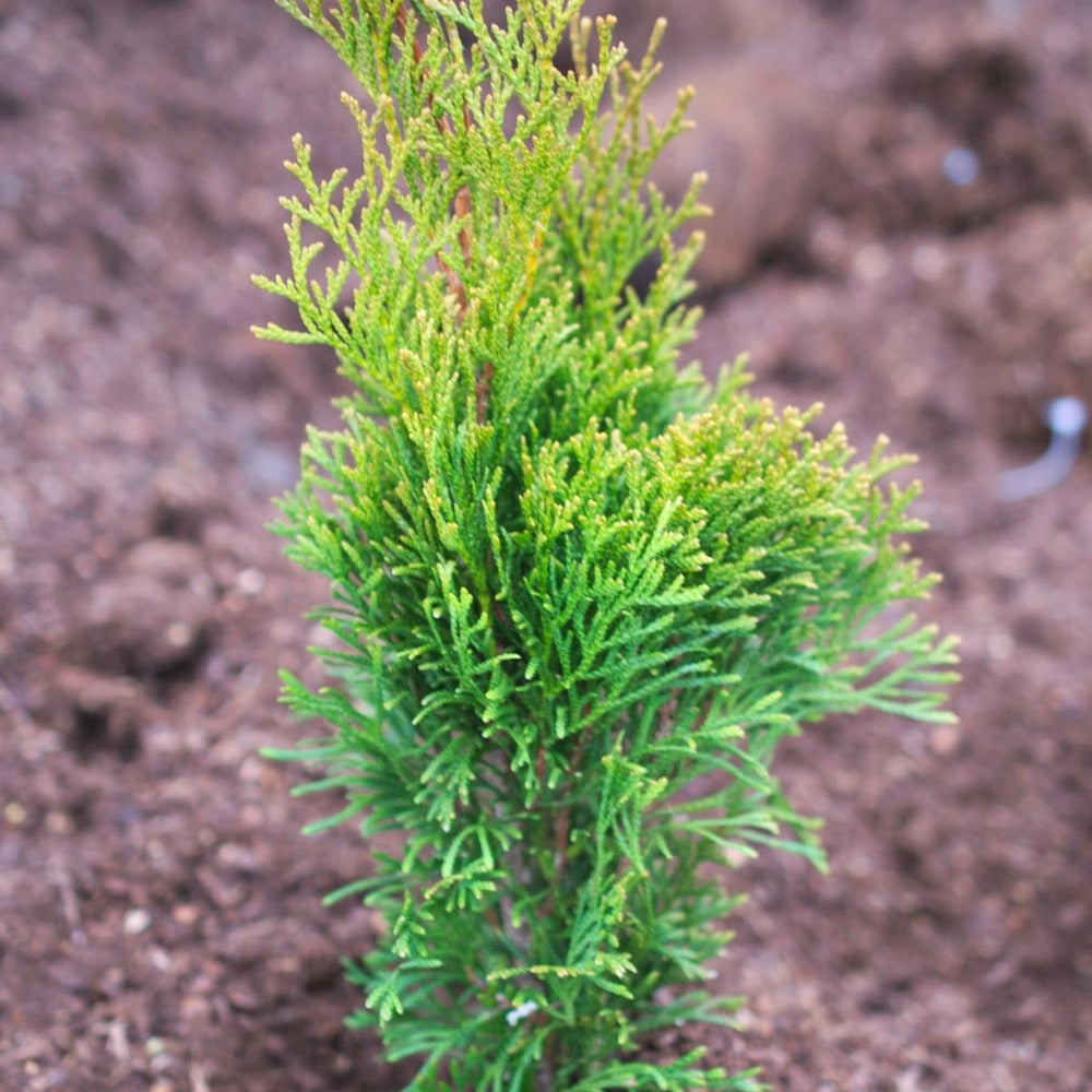Thuya Du Canada Occidentalis Emeraude/pot De 4l - 40/60 Cm