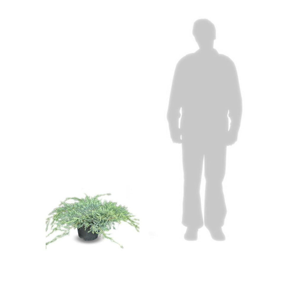 Genévrier écailleux Squamata Blue Carpet/pot De 5l - 40/60 Cm