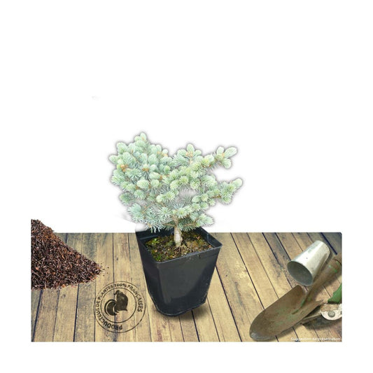 Épicéa Bleu Pungens Glauca Globosa/pot De 5l - 40/60 Cm