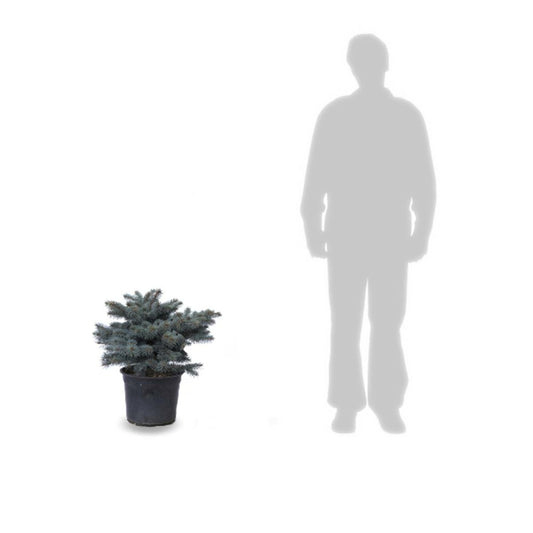 Épicéa Bleu Pungens Glauca Globosa/pot De 12l - 80/100 Cm