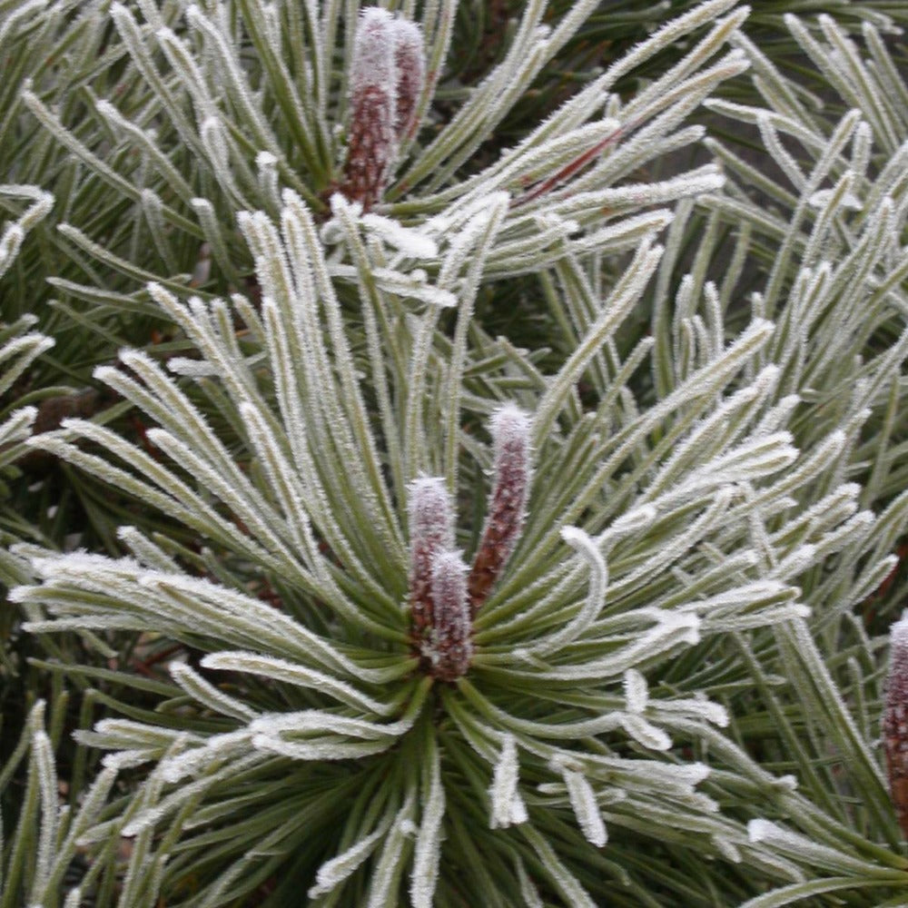 Pin De Montagne Mugo Var. Mughus/pot De 7,5l - 60/80 Cm