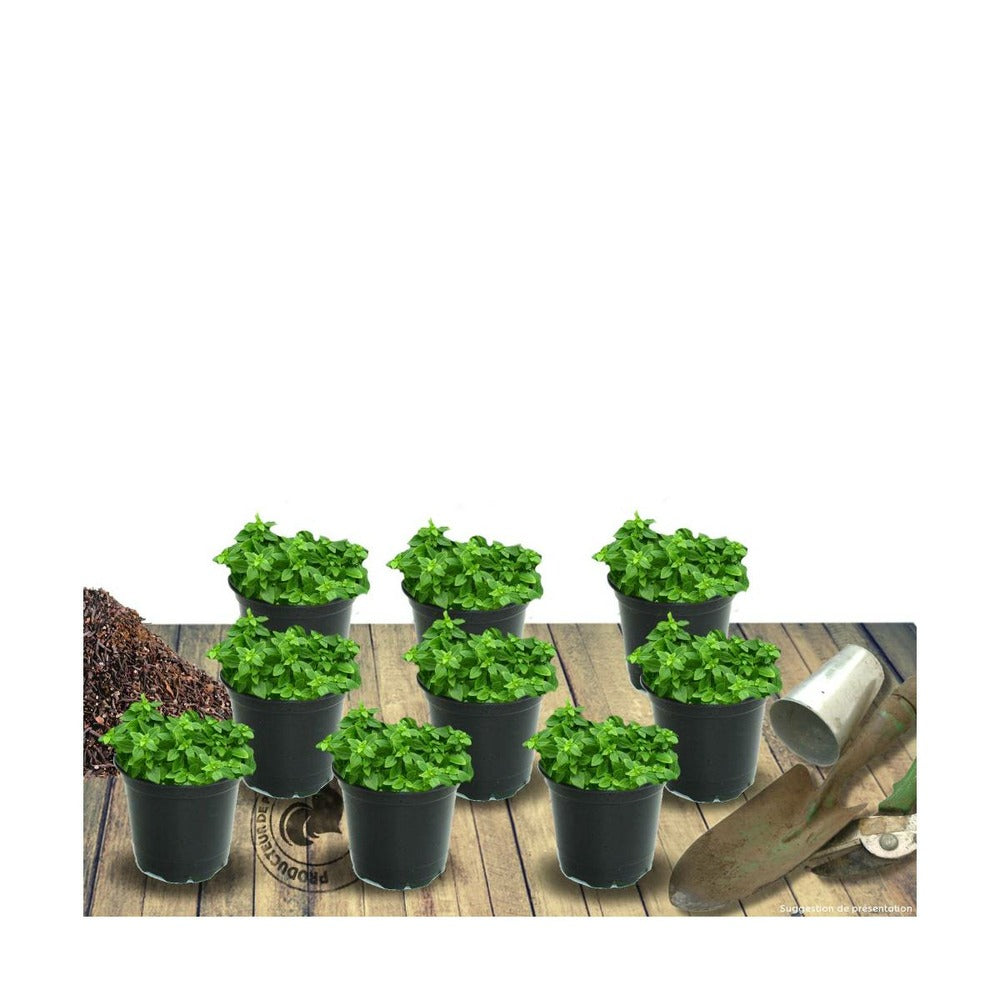 Thym Cumin, Thym Corse Herba-barona/lot De 9 Godets