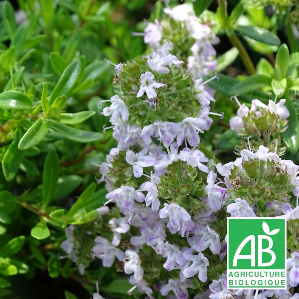 Thym Luisant Nitens Bio/lot De 3 Godets