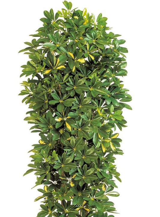 Schefflera Artificiel En Colonne En Pot H 195 Cm Vert-jaune