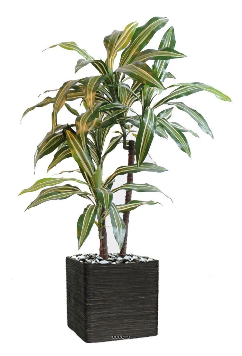 Dracaena Artificiel 3 Têtes H 90 Cm En Pot Vert-jaune