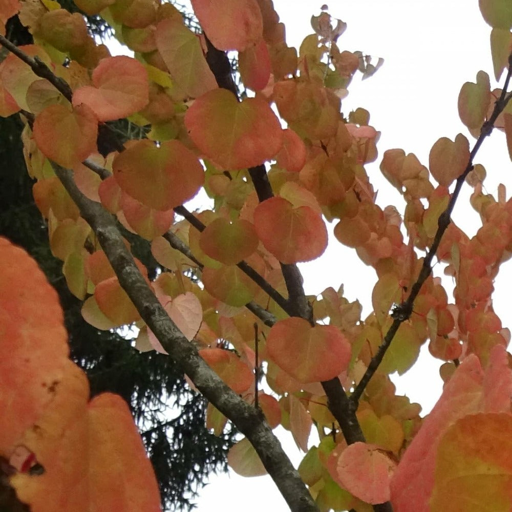 Arbre Au Caramel Japonicum/pot De 5l - 80/100 Cm