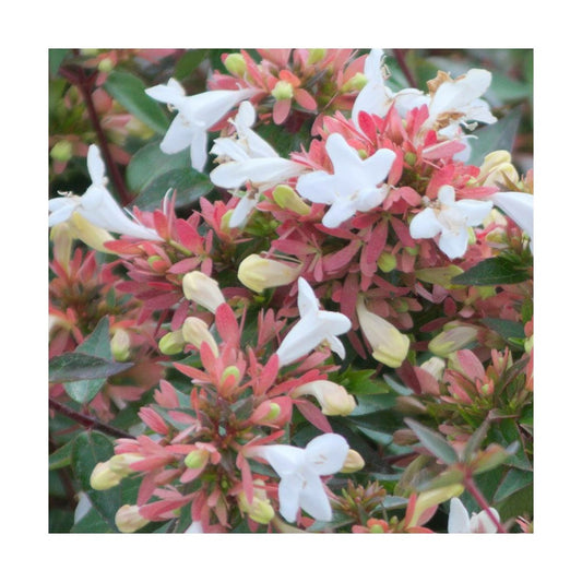 Abélie à Grandes Fleurs Sherwood/pot De 4l - 40/60 Cm