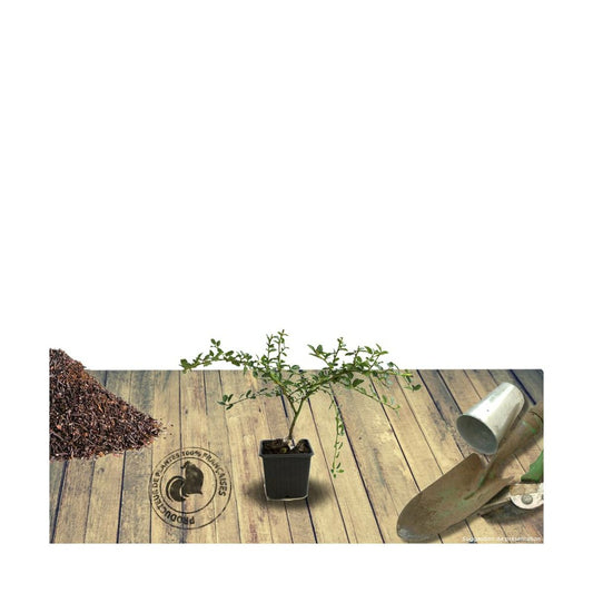 Ceanothe Thyrsiflorus Var. Repens/pot De 4l - 40/60 Cm