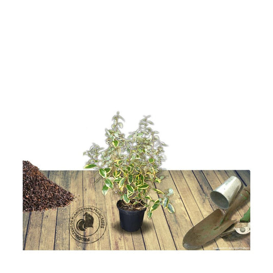 Elaeagnus X Ebbingei Viveleg®/pot De 7,5l - 80/100 Cm