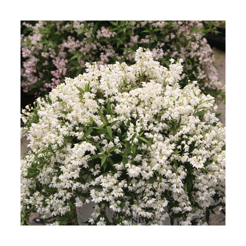 Deutzie X Hybrida Yuki Snowflake® 'ncdx1'/pot De 3l - 20/40 Cm