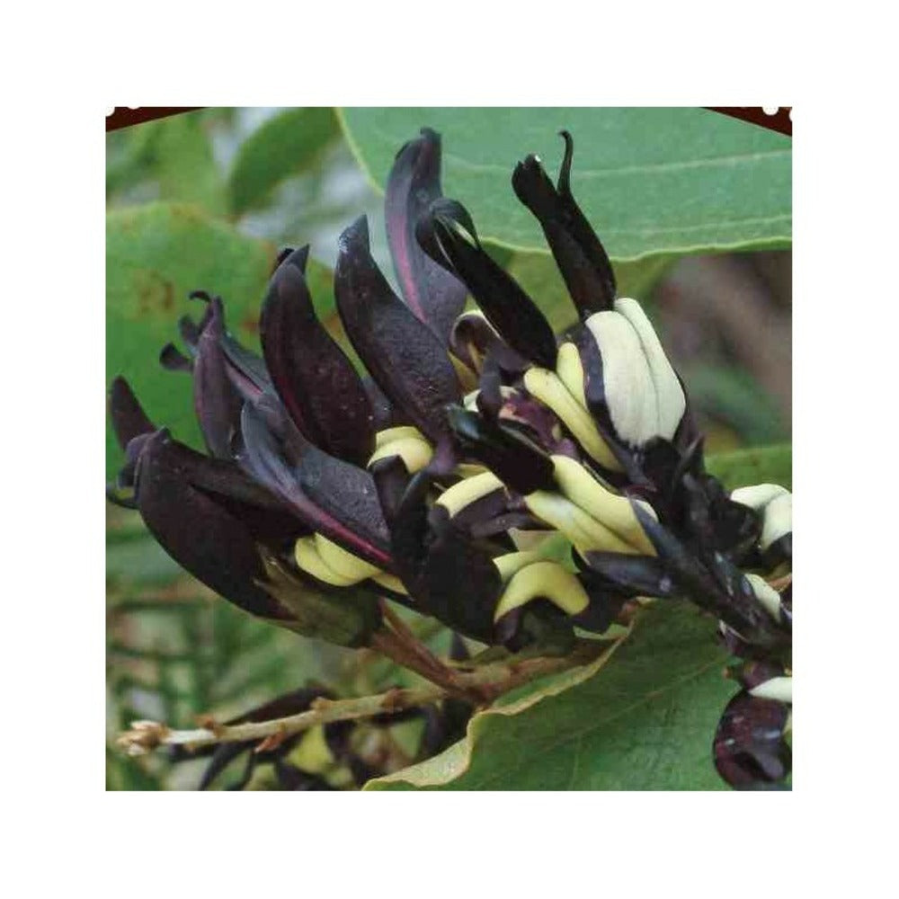 Kennedia Nigricans (pois Corail Noir) Taille Pot De 2 Litres - 80/100 Cm - Jaune