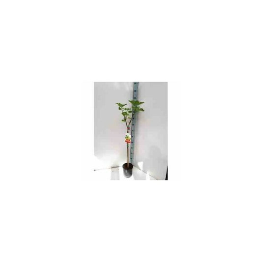 Ficus Carica (figuier) Blanc - Taille Pot De 5 Litres ? 80/100 Cm