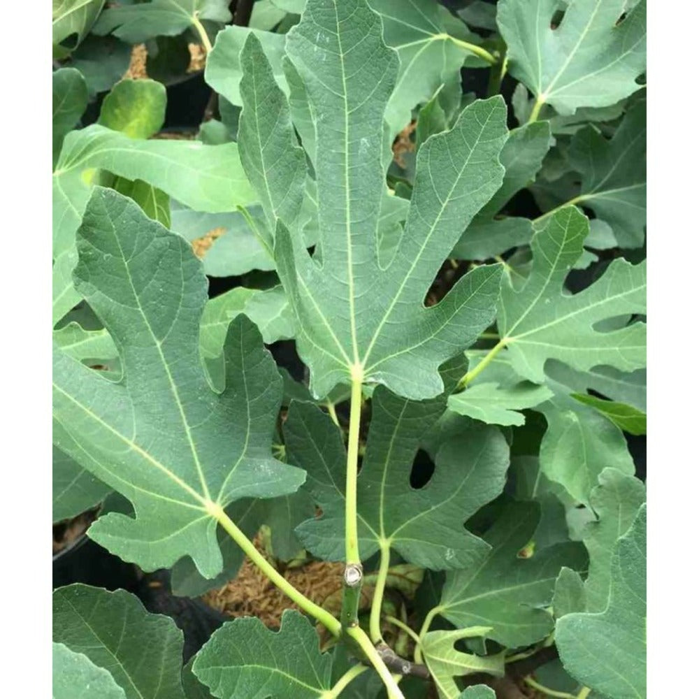 Ficus Carica (figuier) Blanc - Taille Pot De 5 Litres ? 80/100 Cm
