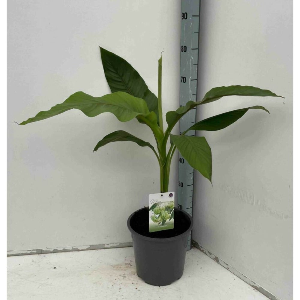 Musa Basjoo Sp. Sapporo (bananier Rustique) Jaune - Taille Pot De 50 Litres - 120/140 Cm Multi Troncs