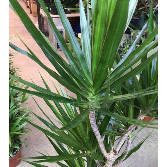 Dracaena Marginata 'green' (dragonnier) Taille Pot De 3 Litres - 50/60 Cm