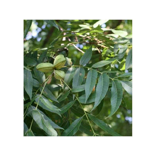 Carya Illinoinensis Adulte (noix De Pecan, Pacanier) Vert - Taille Pot De 25l - 160/180cm