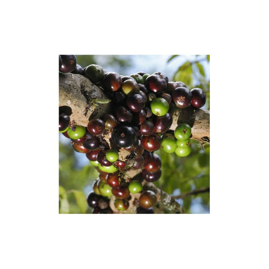 Myrciaria Cauliflora (jaboticaba, Guapuru, Vigne Brésilienne) Blanc - Taille Pot De 3 Litres - 50/60 Cm