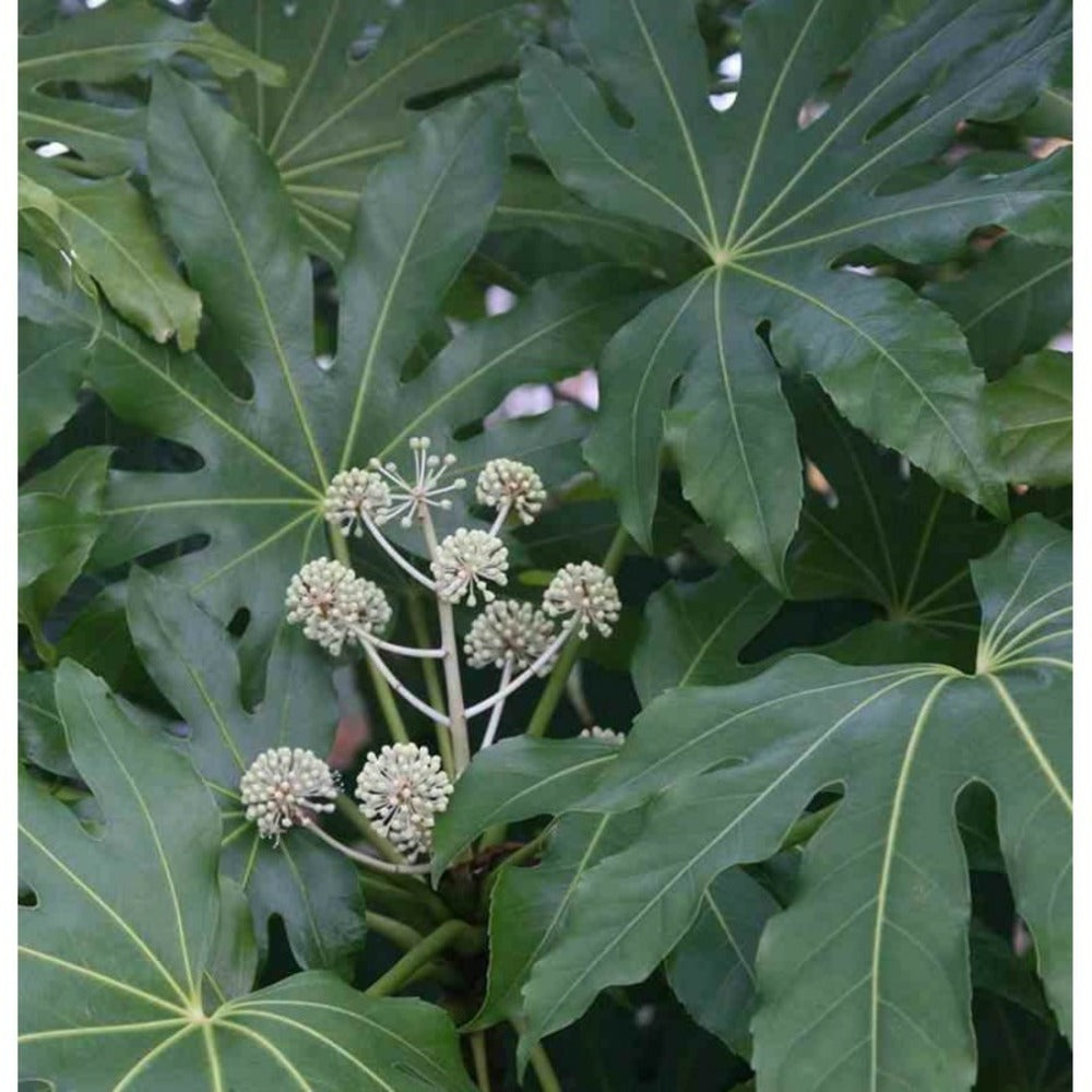 Fatsia Japonica (aralia Du Japon) Blanc - Taille Pot De 14l - 80/100 Cm