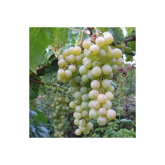 Vigne à Raisin Blanc (vitis Vinifera Himrot) Taille Pot De 2 Litres - 50/70 Cm