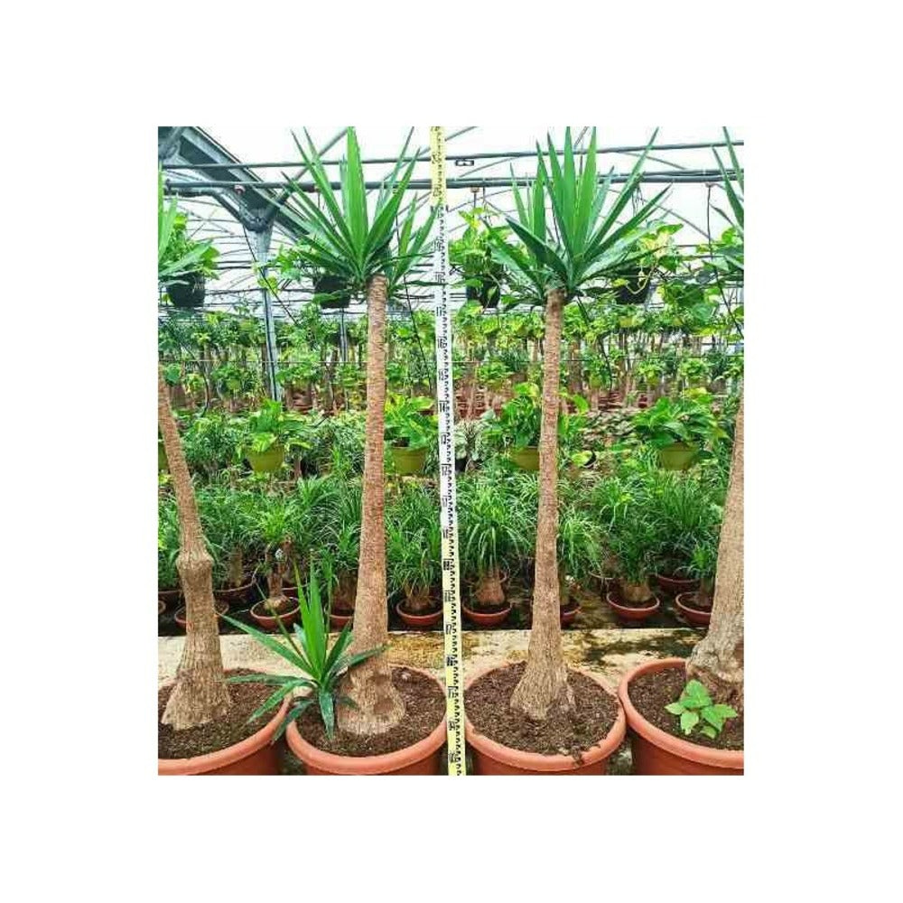 Yucca Elephantipes (yucca Pied D'éléphant) Blanc - Taille Pot De 20 Litres - 110/130 Cm