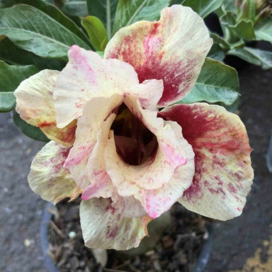 Adenium Obesum Cv.of Love Jaune Rose - Taille Caudex D'environ 300g 20/25cm