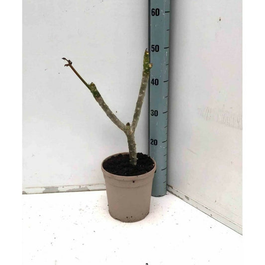 Plumeria Rubra Rose (frangipanier) Taille Pot De 3 Litres ? 40/60 Cm - Rose