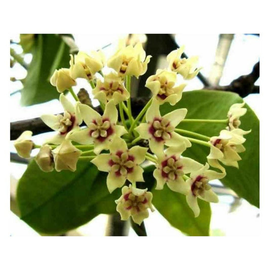 Hoya Australis (fleur De Porcelaine, Fleur De Cire) Taille Pot De 2 Litres - 20/40 Cm - Blanc Et Rose