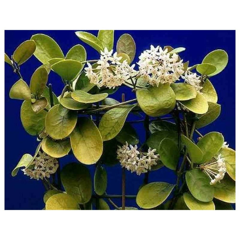 Hoya Australis (fleur De Porcelaine, Fleur De Cire) Taille Pot De 2 Litres - 20/40 Cm - Blanc Et Rose