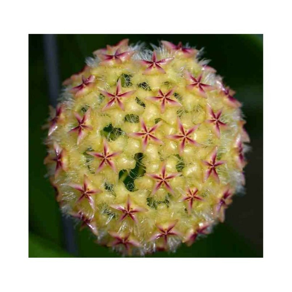 Hoya Mindorensis (fleur Jaune) (fleur De Porcelaine, Fleur De Cire) Jaune - Taille Pot De 2 Litres - 20/40 Cm