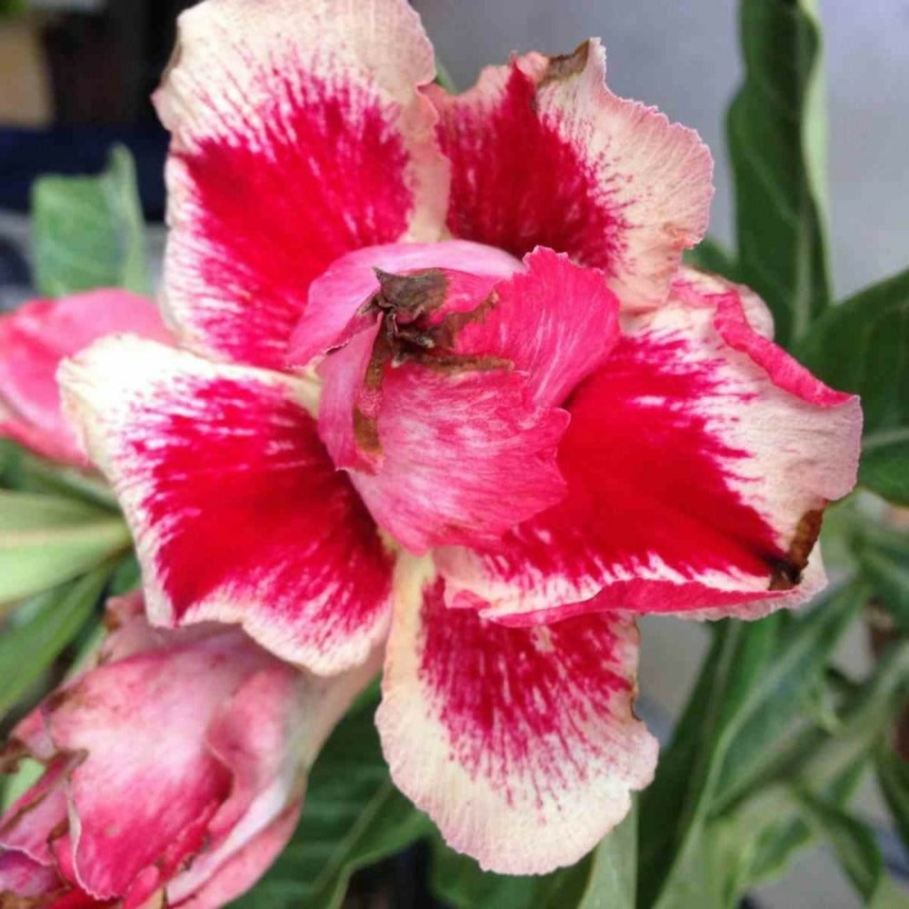 Adenium Obesum Cv.chock Amnuay Jaune Rose - Taille Caudex D'environ 300g 20/25cm