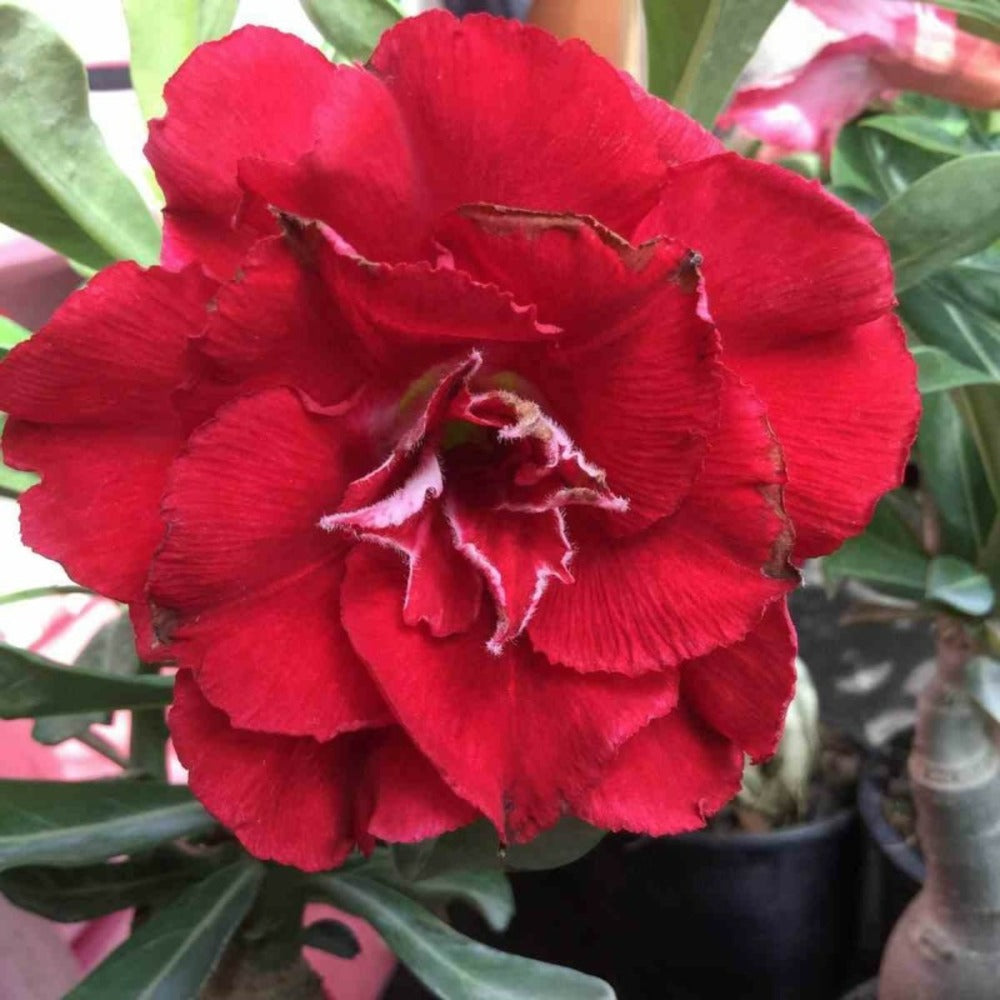 Adenium Obesum Cv.nakarad Red Rouge - Taille Caudex D'environ 300g 20/25cm