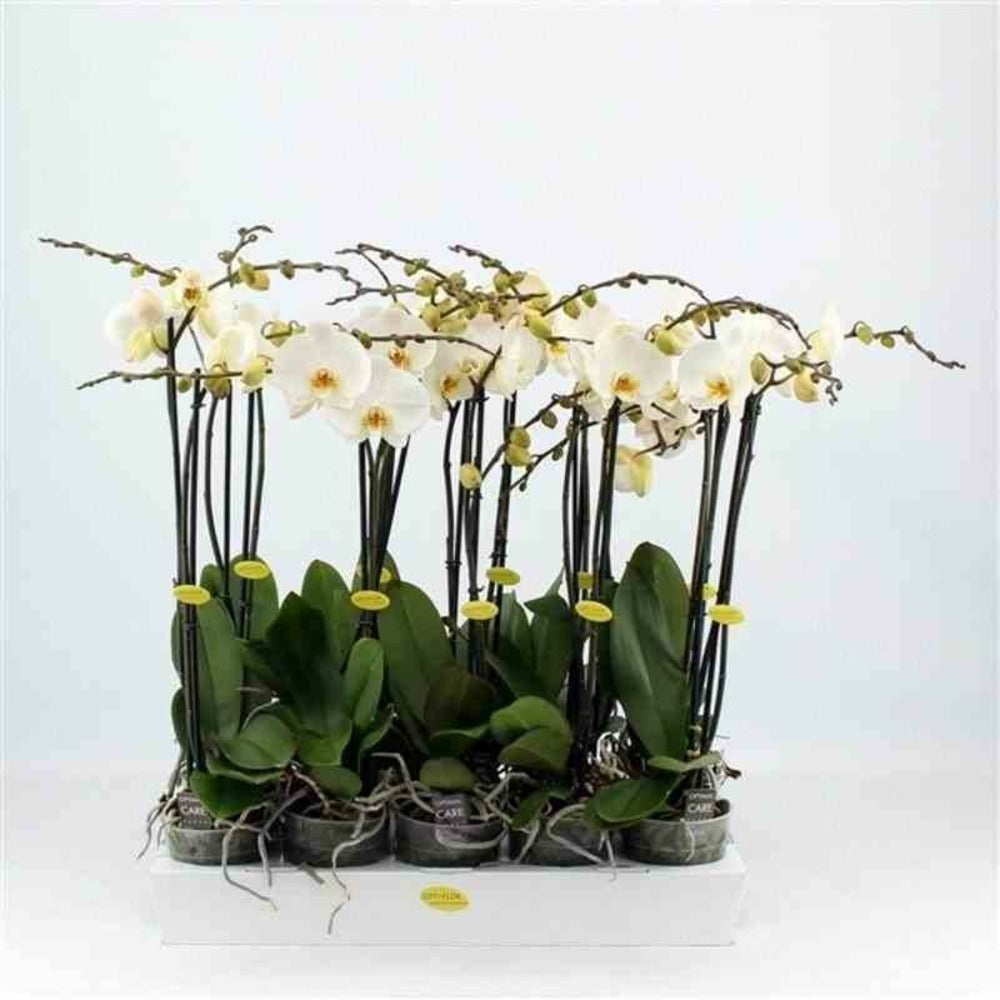 Phalaenopsis Hybride Blanche (orchidée Papillon) Taille Pot De 2 Litres - 60/80 Cm