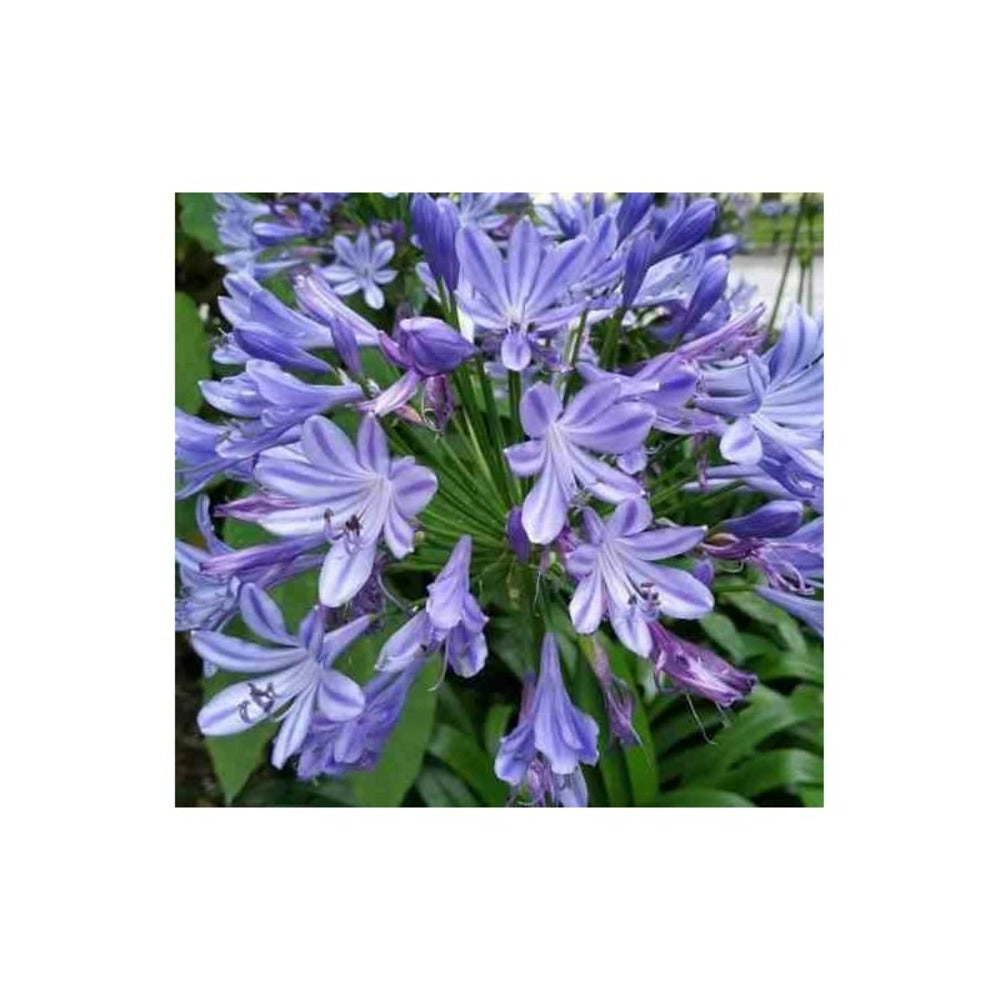 Agapanthus Praecox (agapanthe) Taille Pot De 3 Litres - 30/40cm - Violet