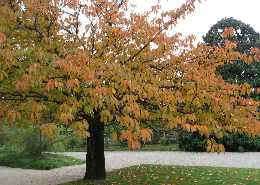 Kit De Culture - Cerisier Du Japon - 30 Graines - Prunus Serrulata
