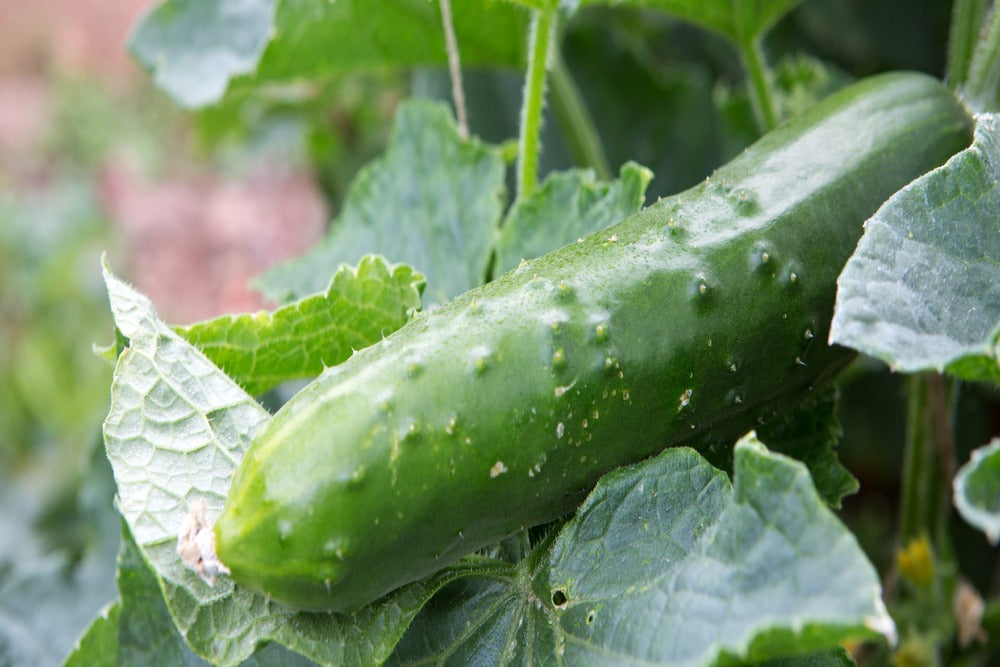 Kit De Culture - Bio - Concombre - Marketmore - 20 Graines - Cucumis Sativus