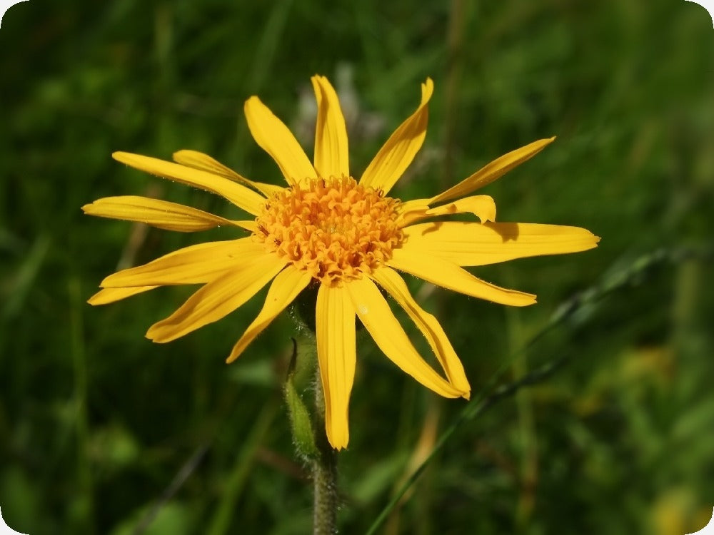 Kit De Culture - Arnica Des Montagnes - 40 Graines - Arnica Montana
