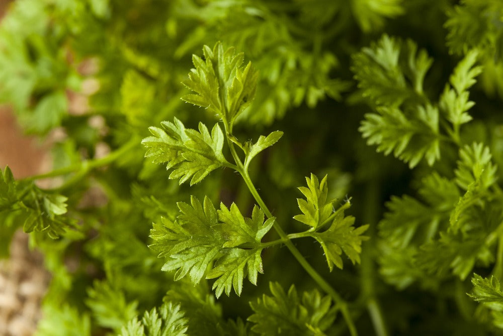 Kit De Culture - Bio - Cerfeuil Commun - 800 Graines - Anthriscus Cerefolium