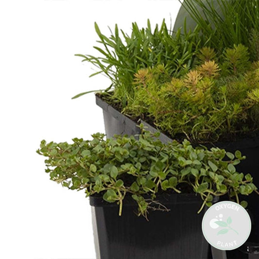 6x Mélange De Plantes De Bassin Riches En Oxygène - Zone 2 & 3 - ⌀9 Cm - ↕15-25 Cm