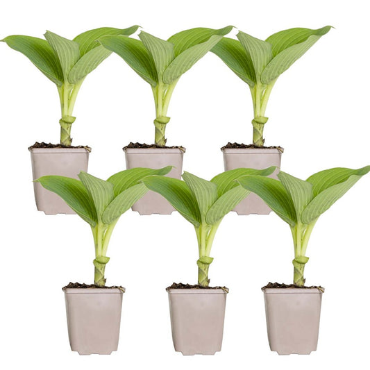 6x Hosta Sieboldiana 'elegans' - Lys Coeur - Vivace - Rustique – ⌀9 Cm - ↕10-15 Cm